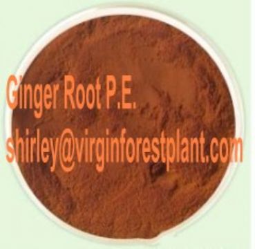 Ginger Root P.E. (Shirley At Virginforestplant Dot Com)